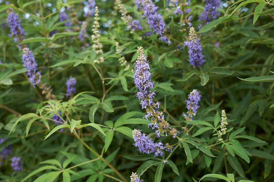 agnus castus fertility benefits