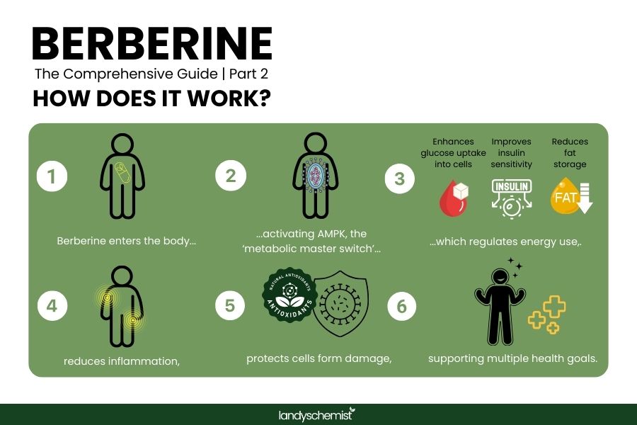 how does berberine work? infographic