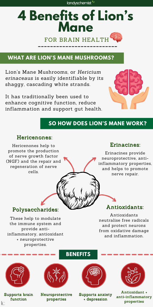 4 Benefits of Lions Mane for Brain health