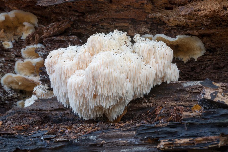 Lions Mane Mushroom